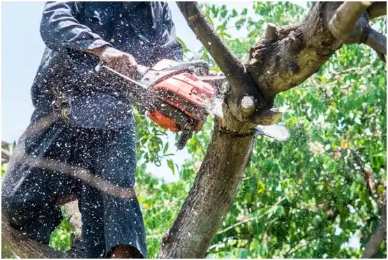 tree services Halsey